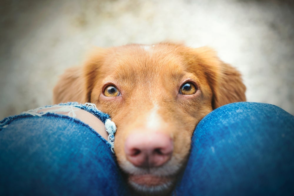 A maneira como os cachorros enxergam é bem diferente da nossa