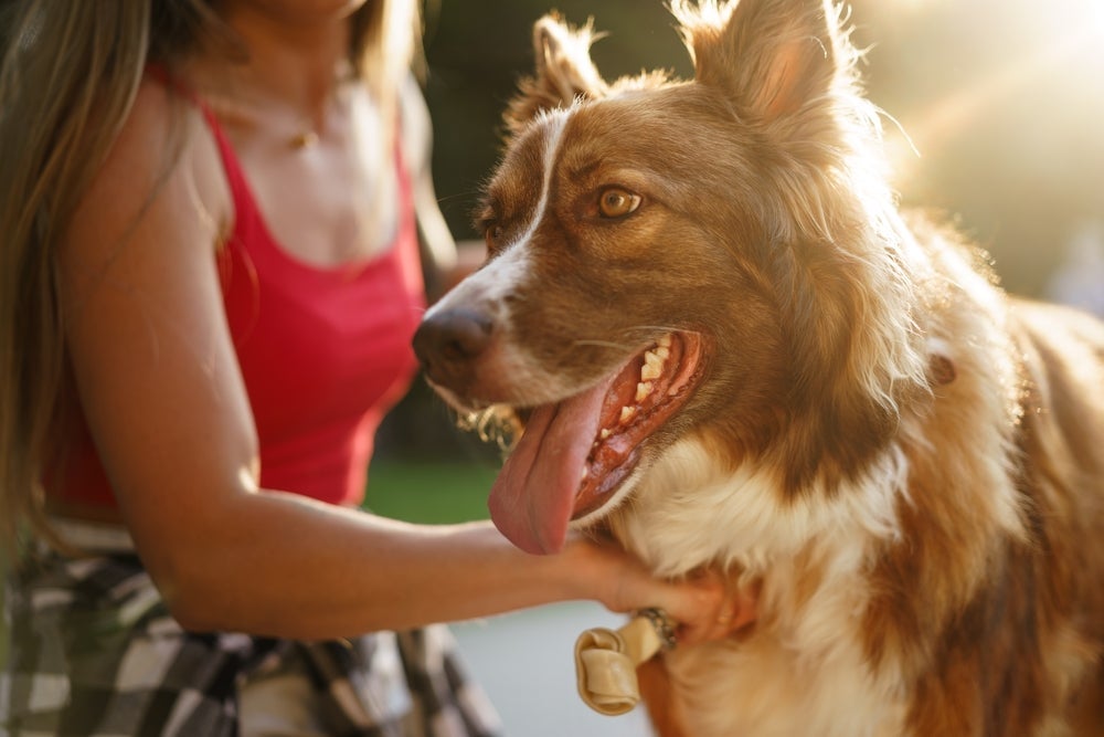 O comportamento canino pode revelar muito mais sobre o seu amigo de quatro patas do que você imagina