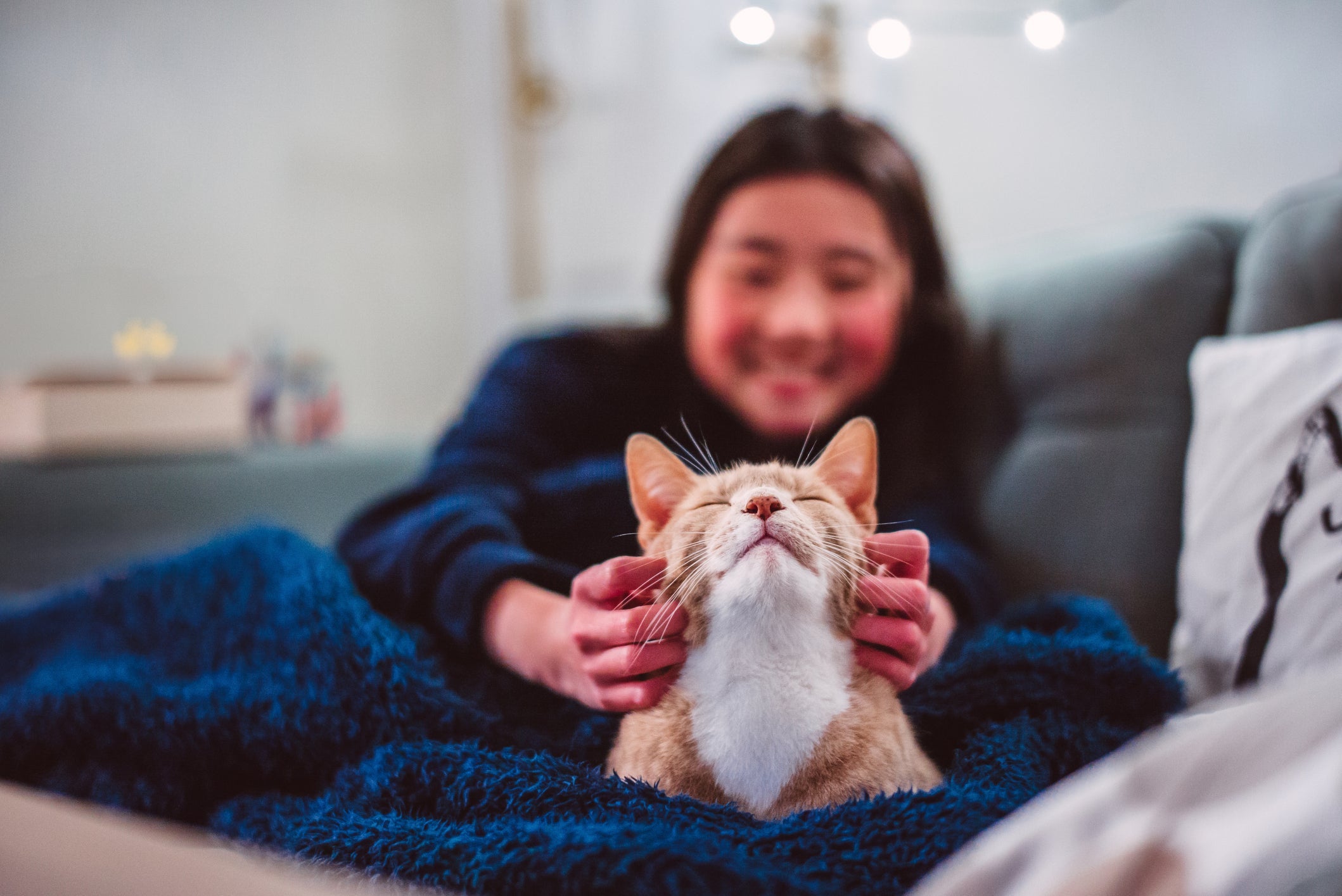 Para melhorar a convivência com gatos, saiba respeitar o espaço do animal