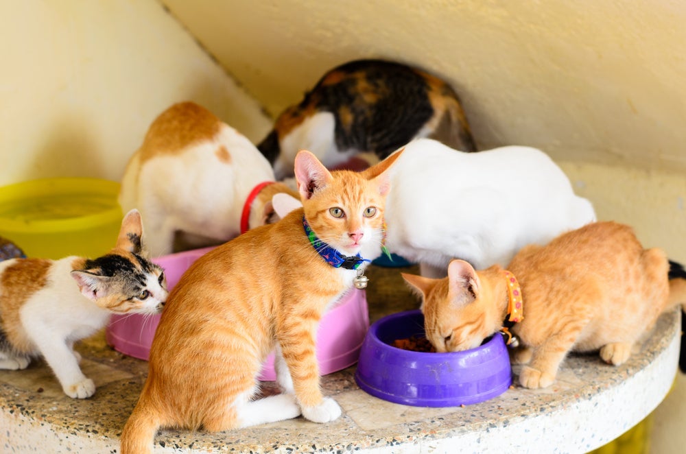 A cor de gato está intimamente ligada ao comportamento do bichano