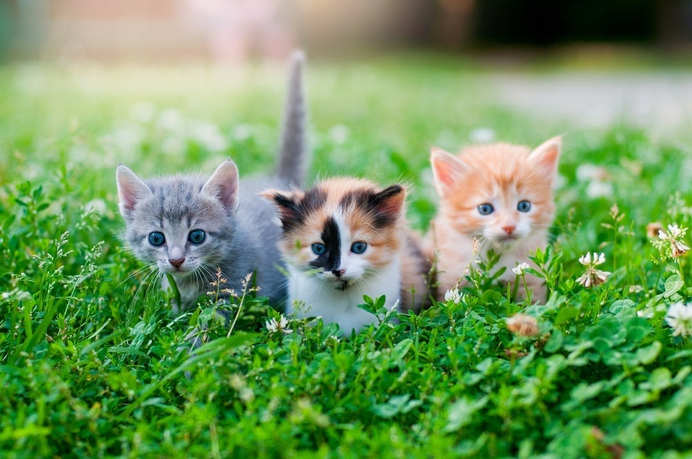 Infográfico: a personalidade de todas as cores de gato