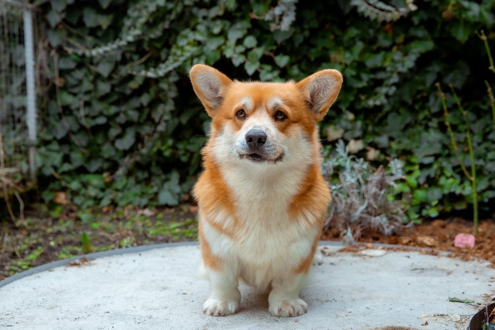 Para ter um Corgi, preço varia de acordo com as características físicas e genéticas do animal