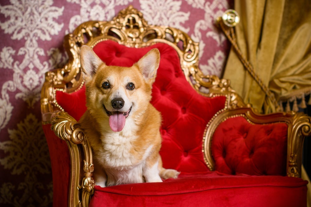 O Corgi ficou muito conhecido como o cachorro da Rainha Elizabeth