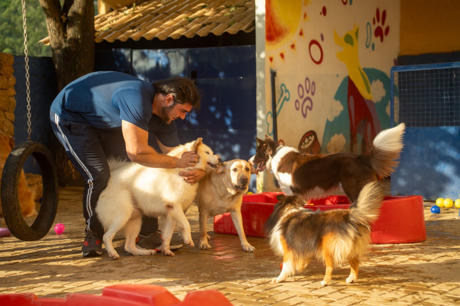 Em Belo Horizonte existem muitas opções de creche legal de cachorro (Créditos: Pet Migs)