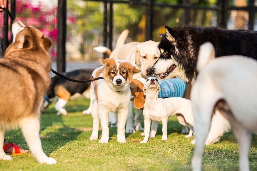 A creche para cachorro é uma ótima opção para cães que têm muita energia para gastar