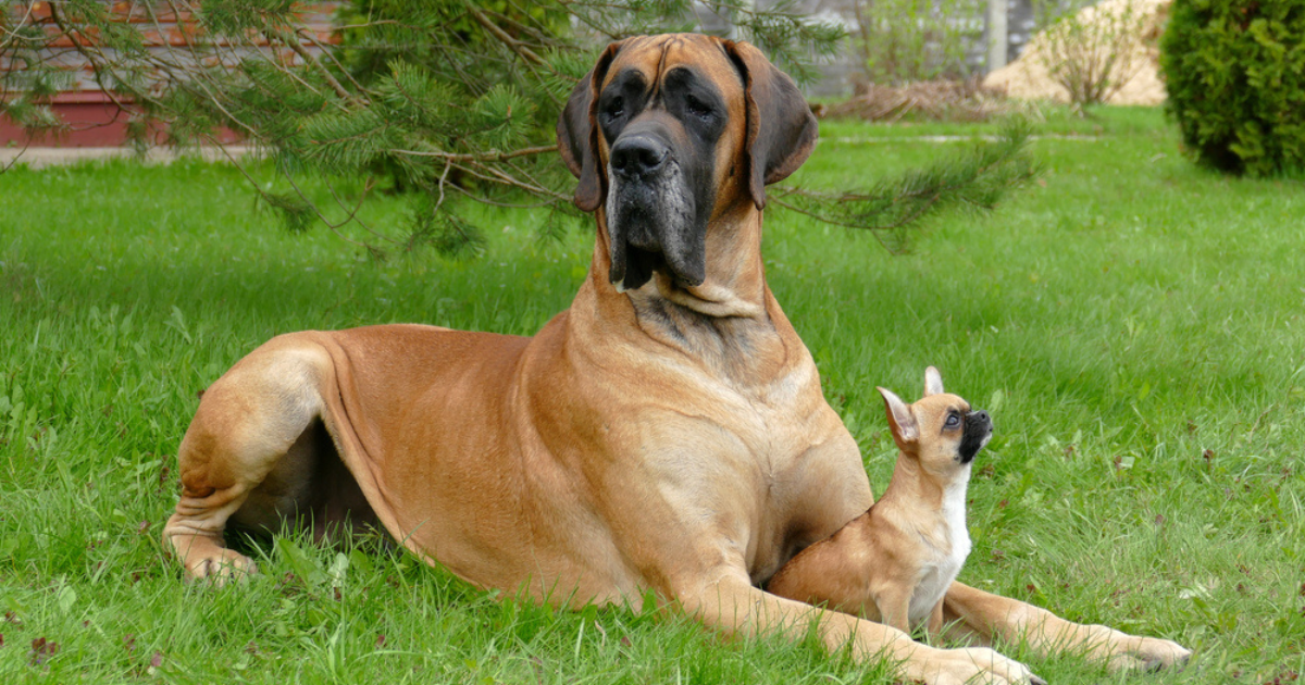 O cruzamento de cachorro não deve acontecer entre animais de tamanhos diferentes