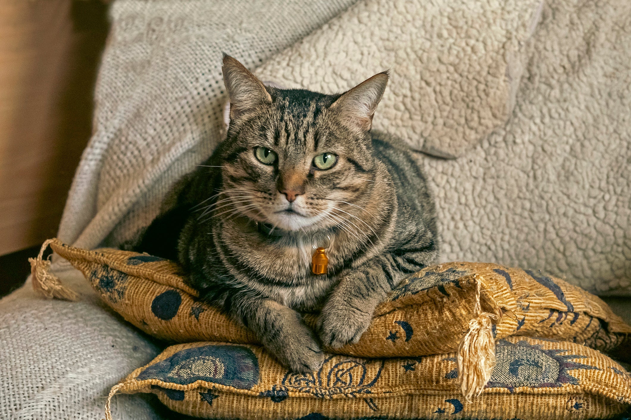 Confira as características mais interessantes dos gatos