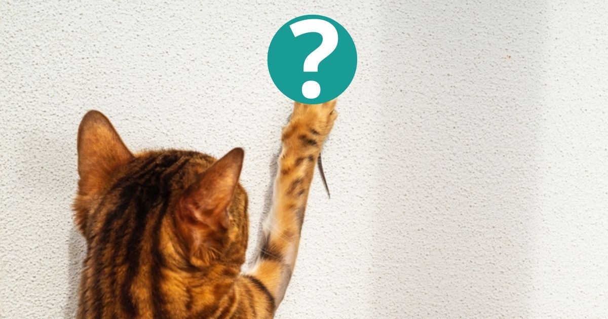 Um problema muito grave que pode atingir os felinos é a doença da lagartixa em gatos