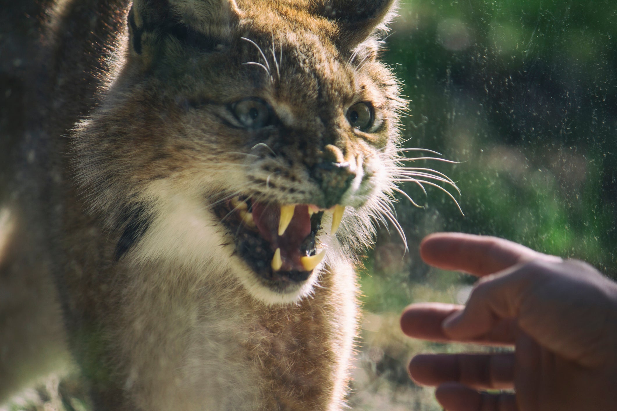 Descubra qual é o felino com a mordida mais forte
