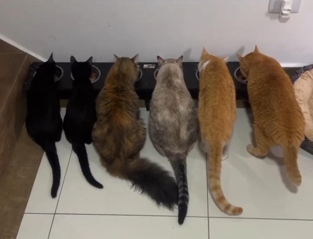 Tutores de 7 gatos tiveram ideia genial para incluir bichanos na festa junina (Créditos: Instagram/ @gatosdobaralho)
