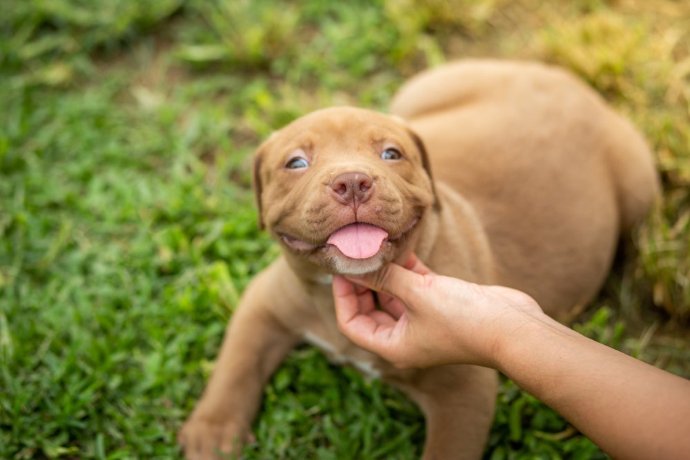 Treinar um filhote de Pitbull não é difícil, mas precisa de um pouco de paciência e estímulos positivos
