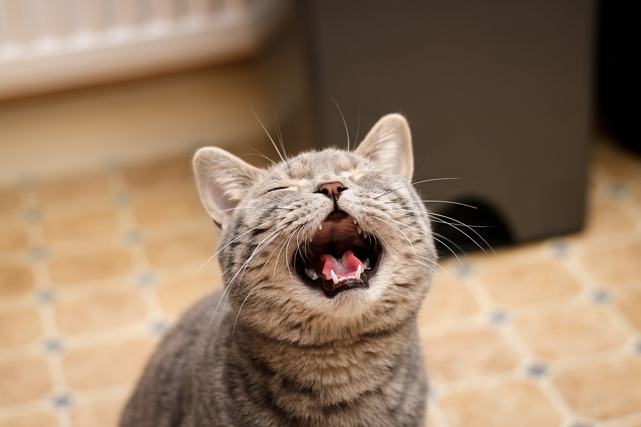 Os miados estridentes são um sinal clássico de uma gata no cio