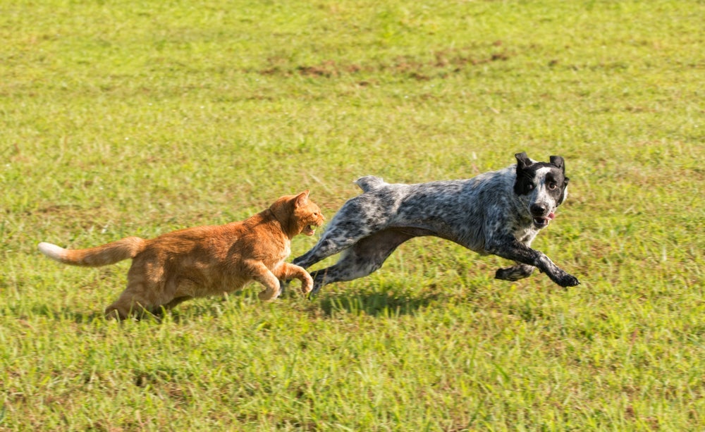 É super possível estabelecer uma convivência harmoniosa entre cachorro e gato