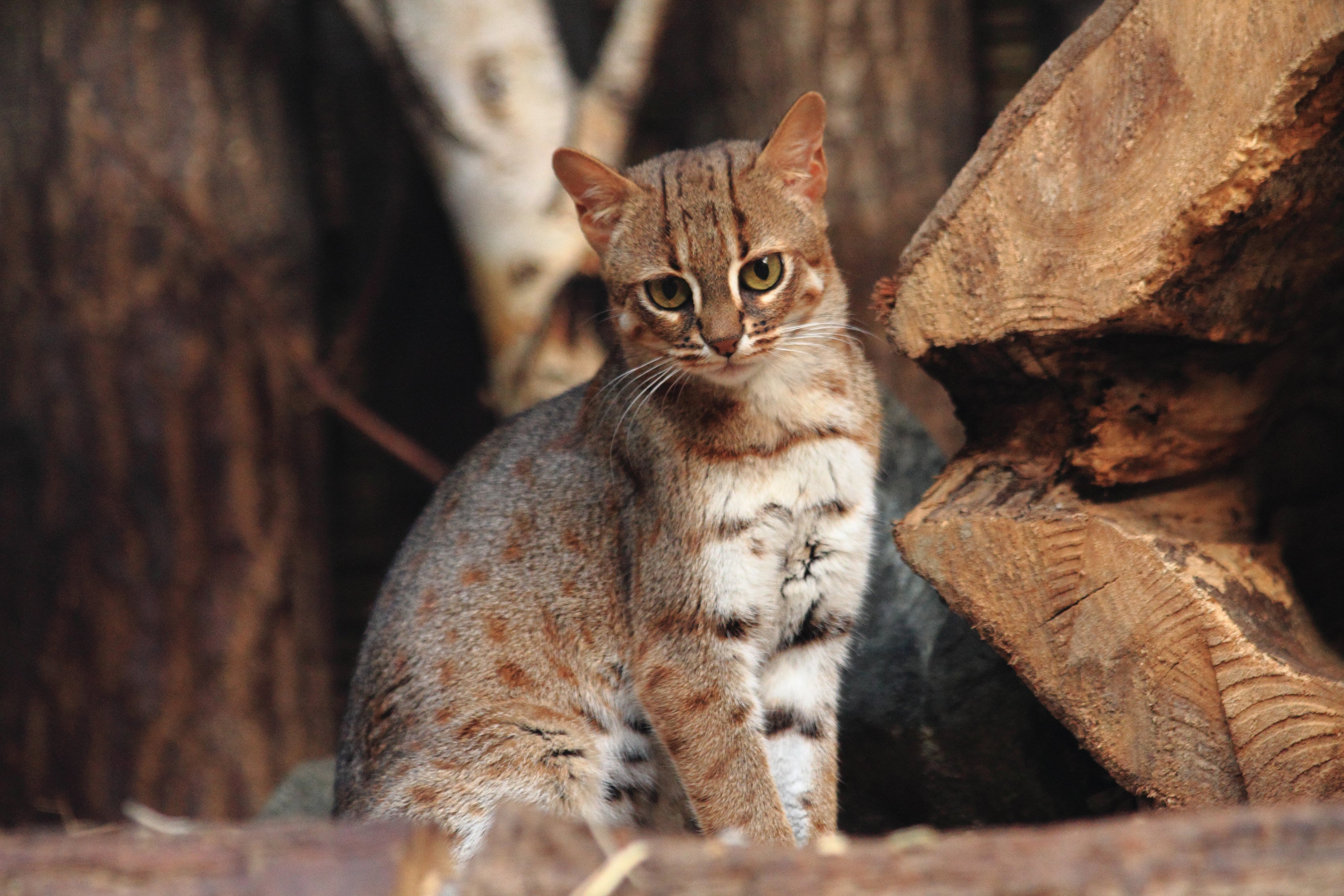 O menor gato do mundo é de origem selvagem e está ameaçado de extinção