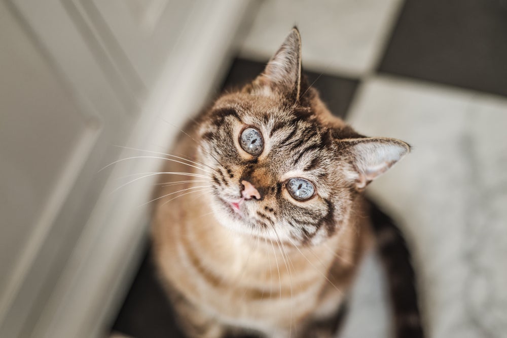 O gato idoso demonstra alguns sinais de velhice já a partir de 7 anos