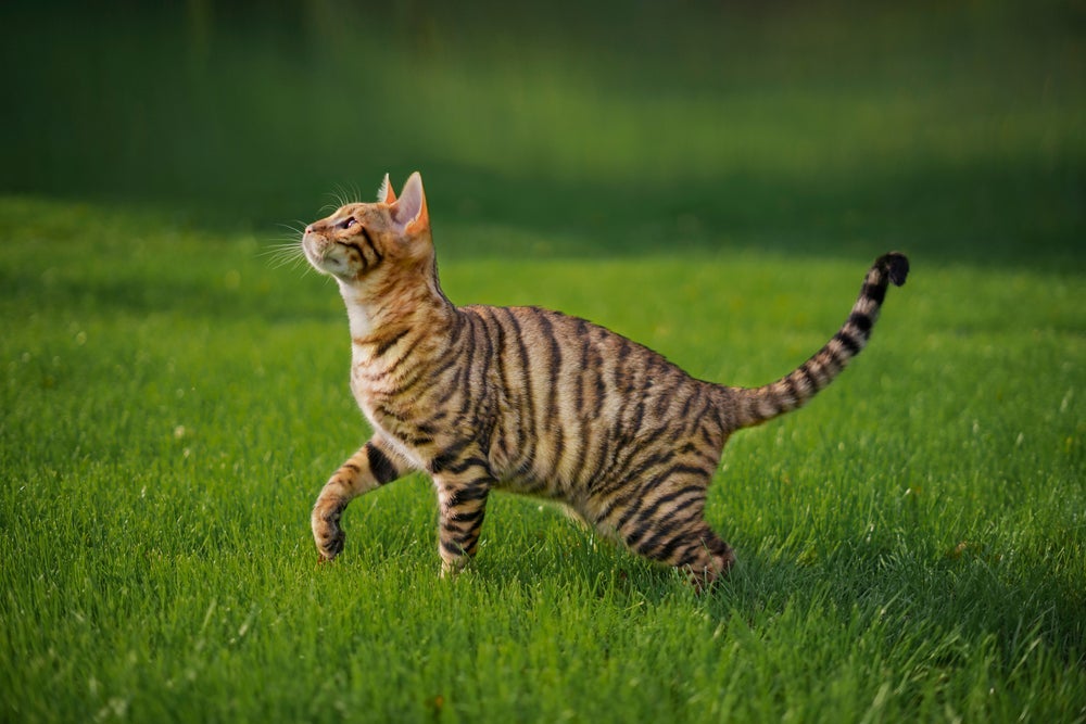 O gato malhado tem esse padrão de cor determinado por um gene
