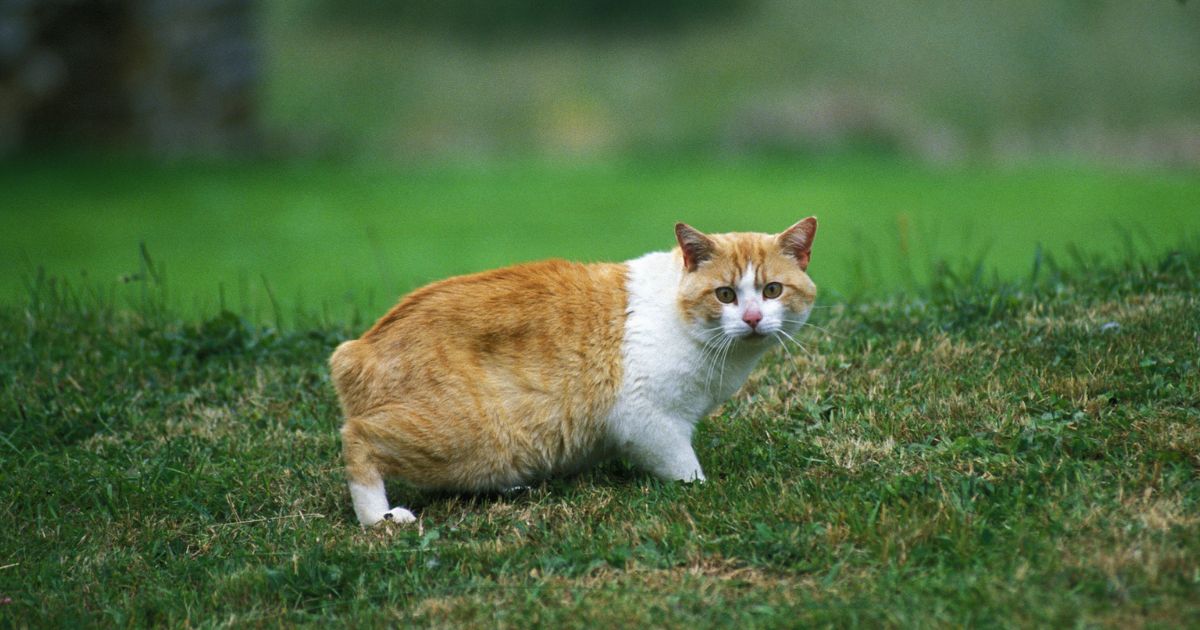 O gato Manês é conhecido por ser um gato sem rabo