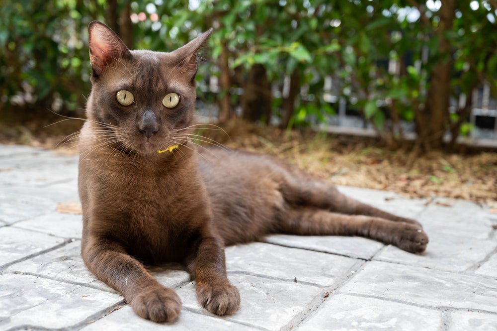 O gato marrom chama a atenção por ter uma cor de pelagem diferenciada