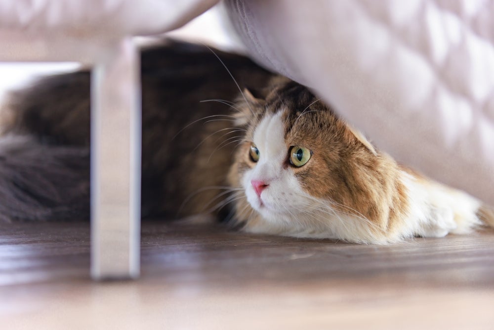 Se o seu gato se esconde com frequência, é bom entender o que pode estar acontecendo com ele