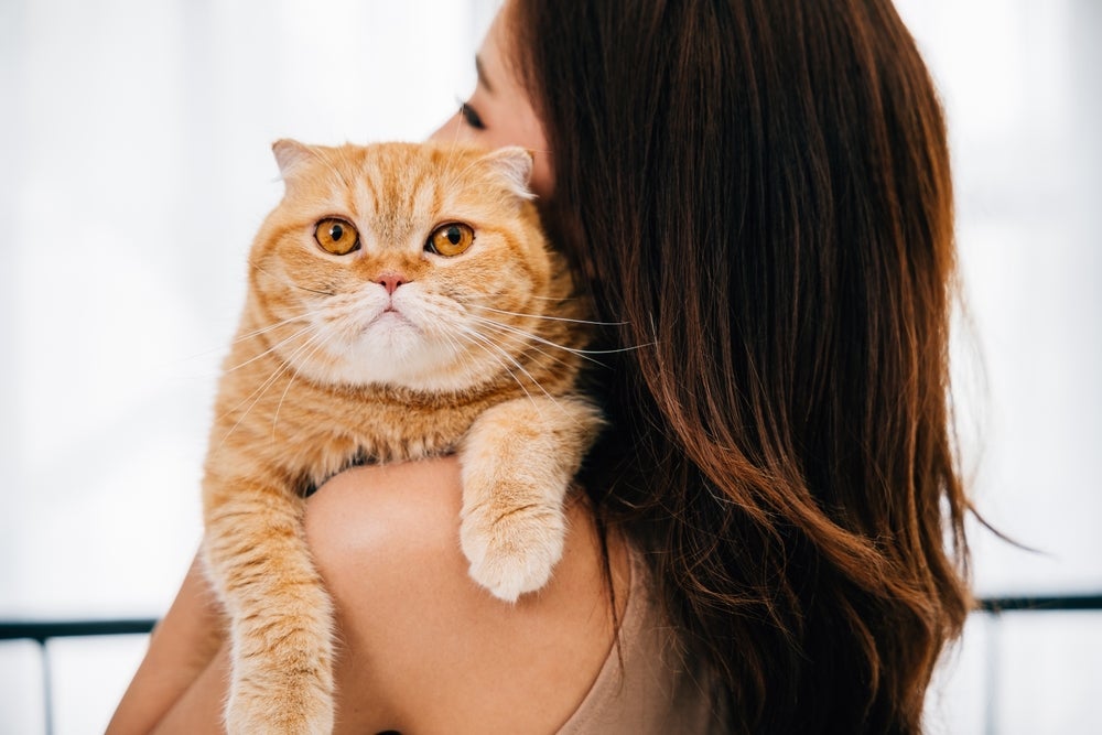 O gato sente falta do dono e dificilmente esquece tão rápido quem é da sua convivência