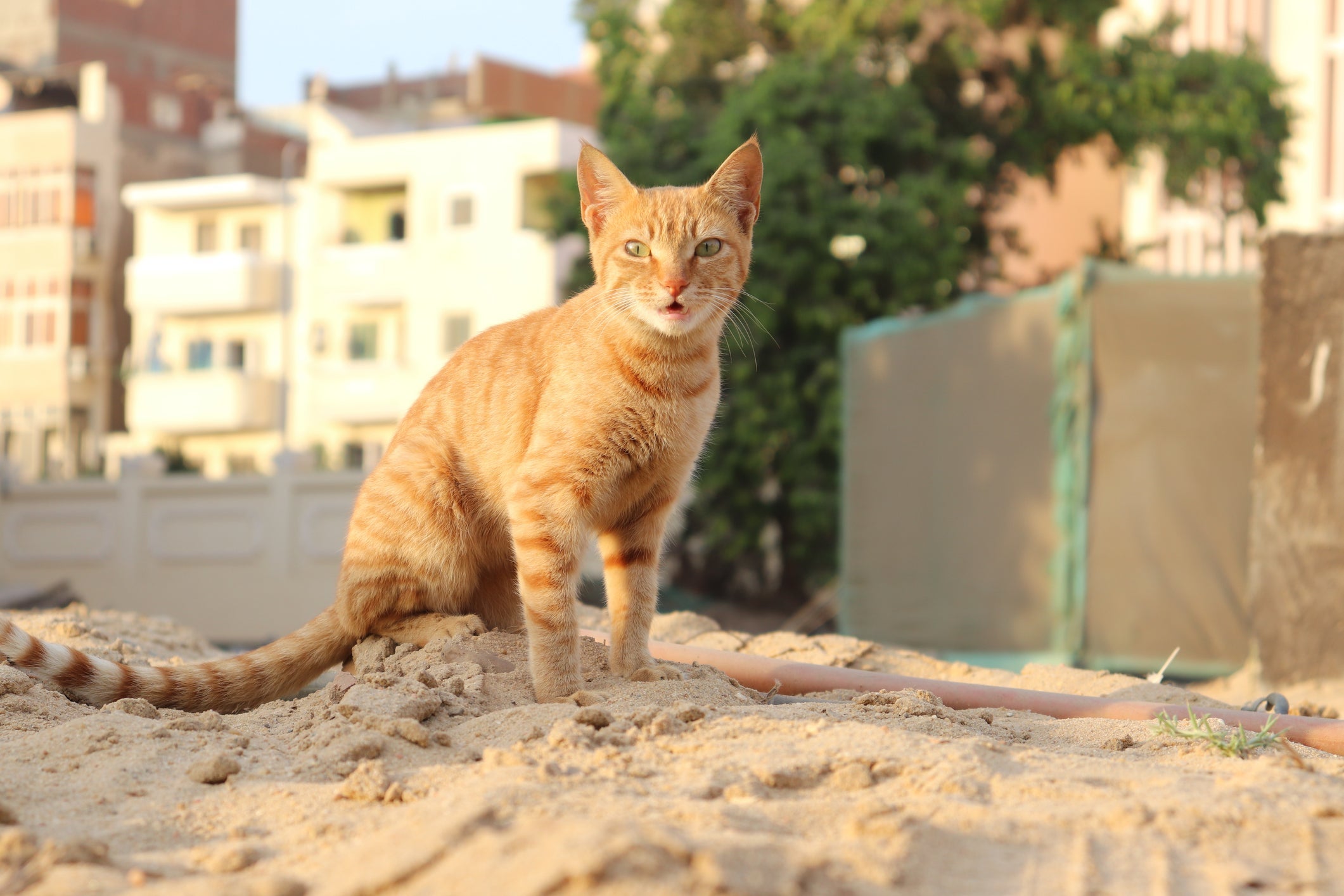 Os gatos no Egito representavam boa sorte e eram vistos como seres divinos