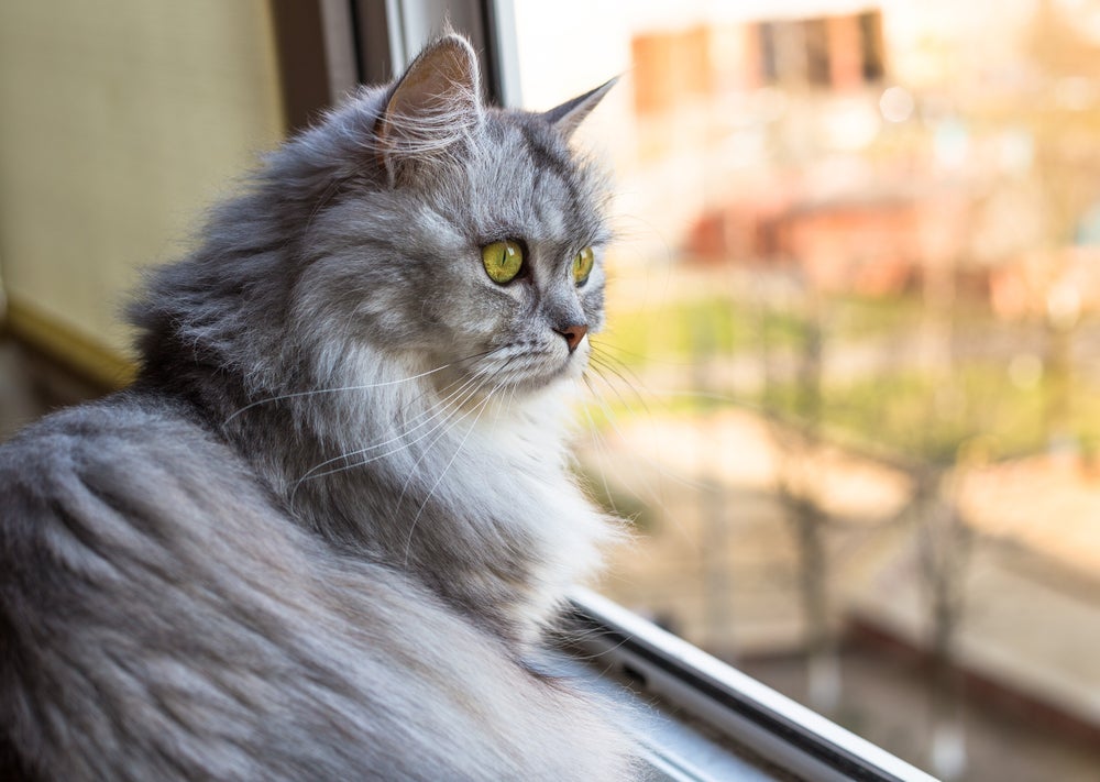 Os gatos sentem saudades dos donos, mas não demonstram isso tão abertamente