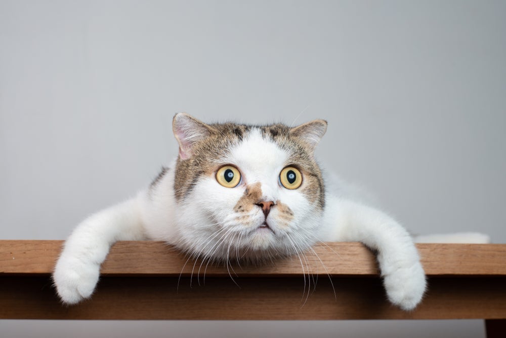 A ideia de que gatos veem espíritos não é confirmada por cientistas