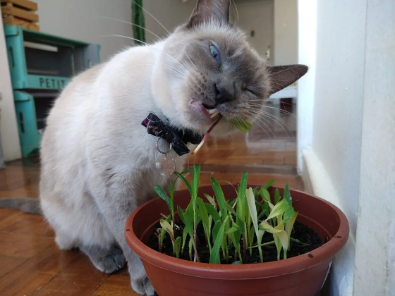 A grama de gato é ótima para a saúde dos felinos