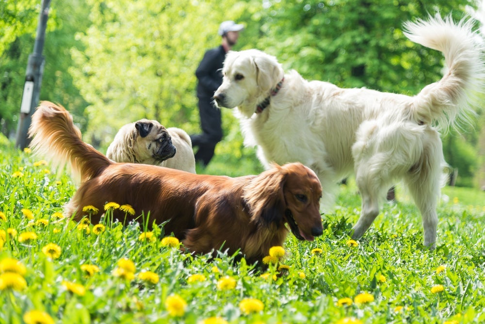 Uma mutação faz o Labrador sentir mais fome do que as outras raças