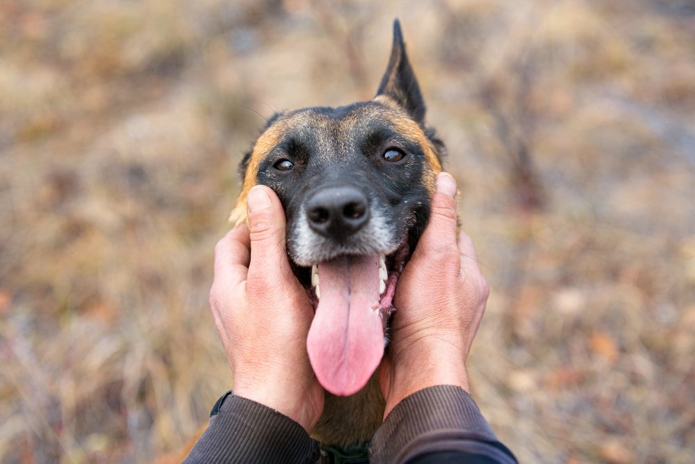 O latido de cachorro pode começar a ser decodificado por cientistas