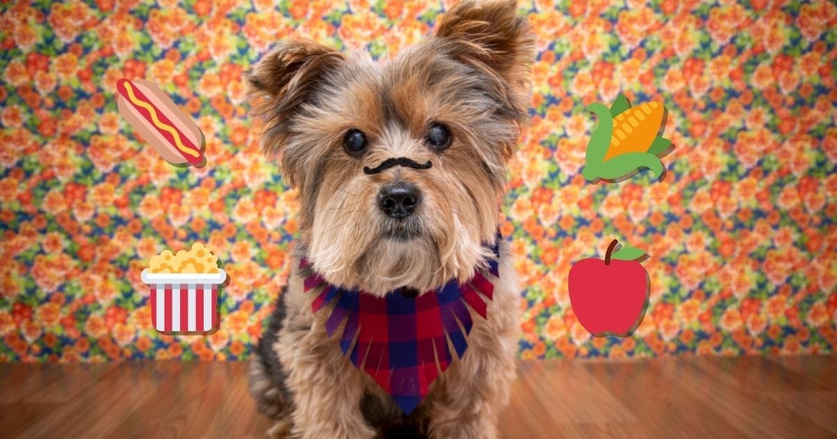 Saber o que o cachorro pode comer nas festas juninas é fundamental para cuidar da saúde do pet