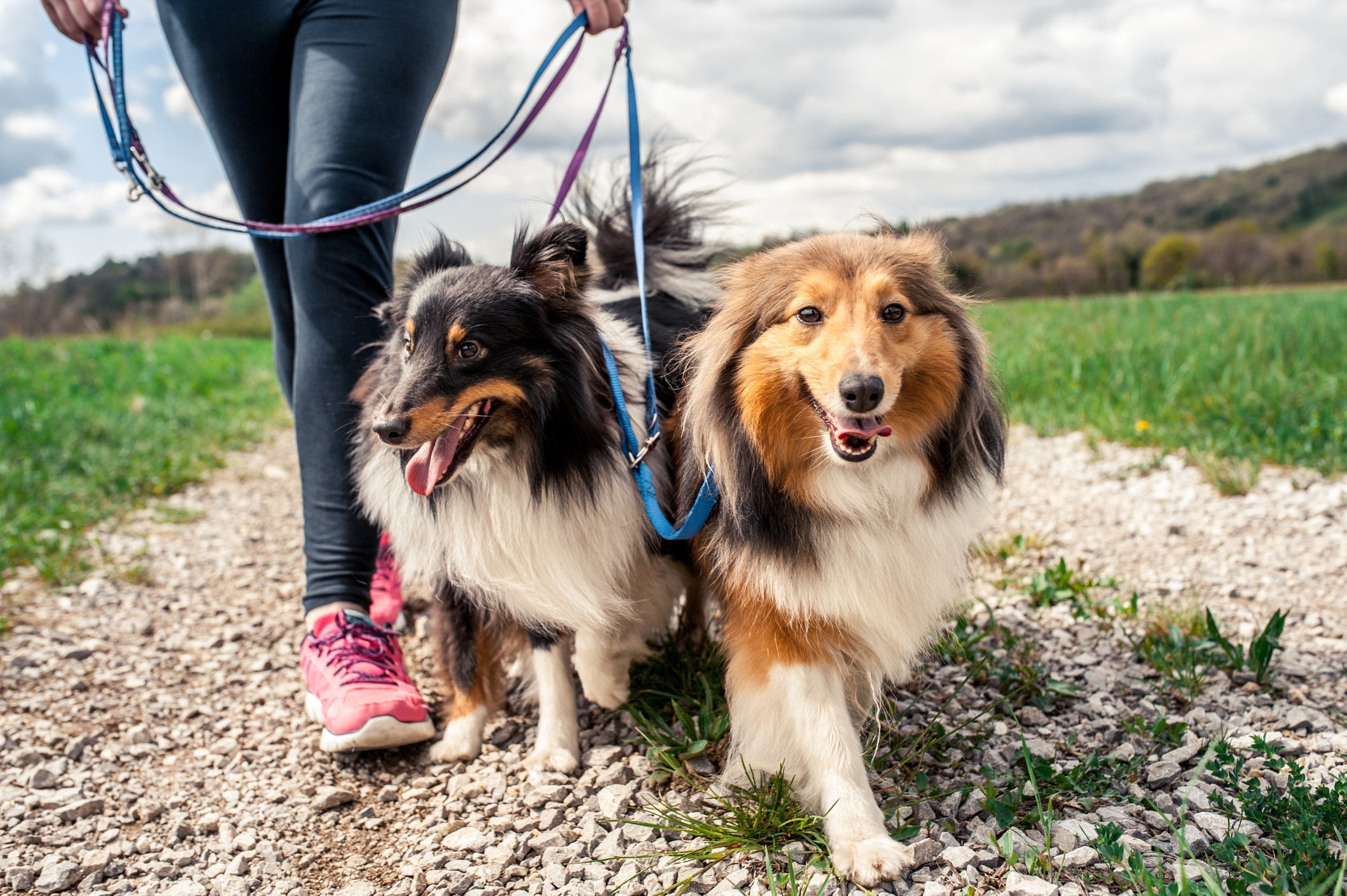 Passear com cachorro proporciona muitos benefícios para a saúde animal 