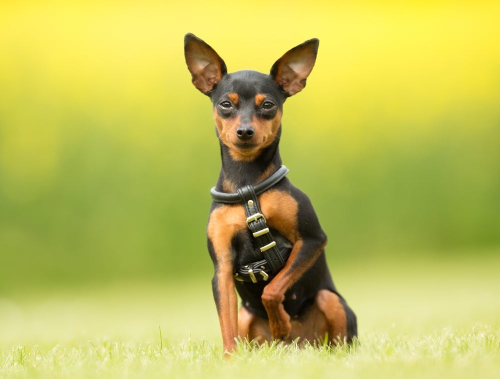 O cachorro Pinscher 0 tem várias características particulares encantadoras