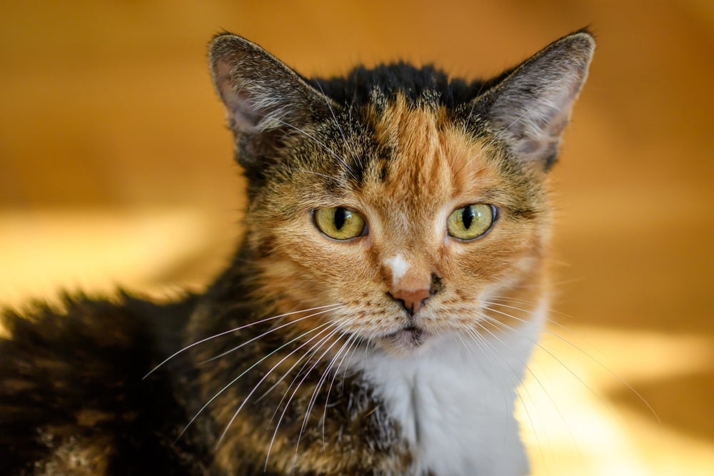 Os pontinhos pretos no queixo do gato podem inflamar e abrir portas para infecções