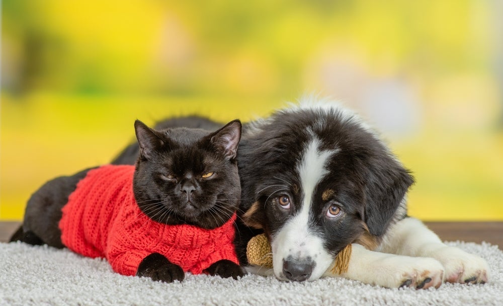Alguns produtos pet prometem fazer bem, mas tem o efeito contrário