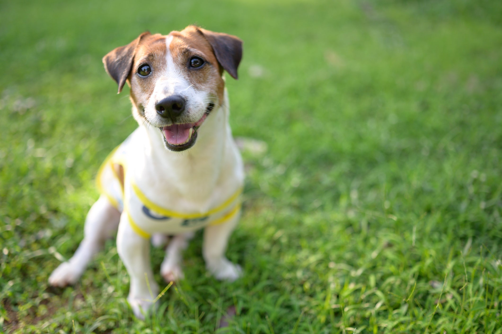 Confira quais são as raças de cachorro que vivem mais tempo