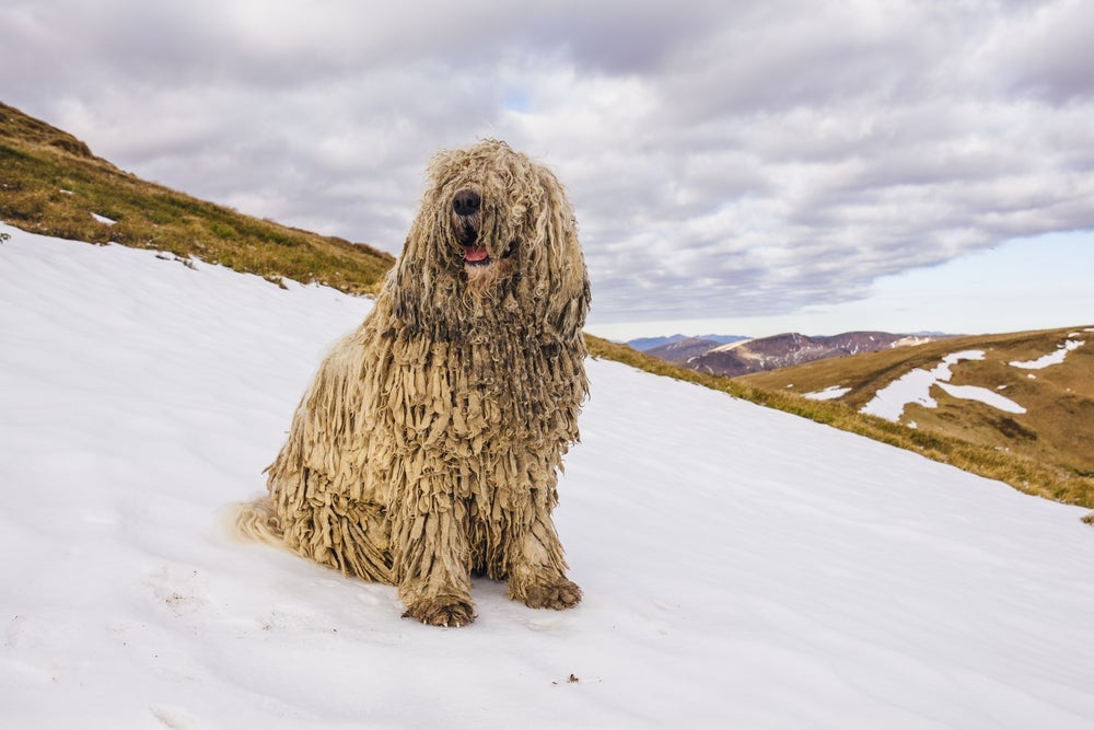 Doméstico ou selvagem? Confira 5 raças de cachorro que parecem animais selvagens