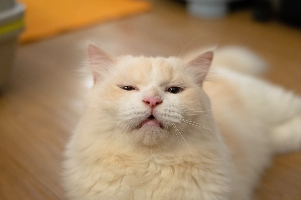 O reflexo de Flehmen é caracterizado pelo gato respirando de boca aberta