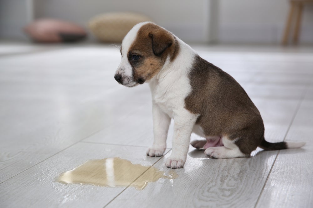 Aprenda a preparar um repelente caseiro para cachorro não urinar no local errado