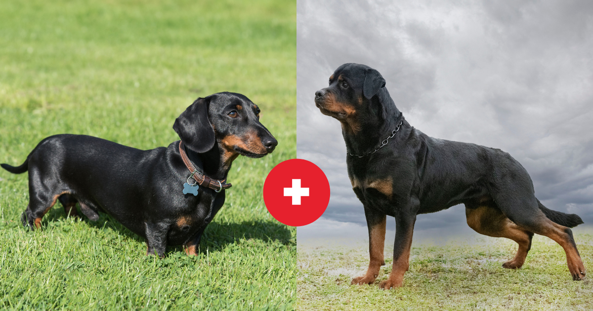 O Dachsweiler é o resultado da mistura entre o Rottweiler e o cachorro salsicha