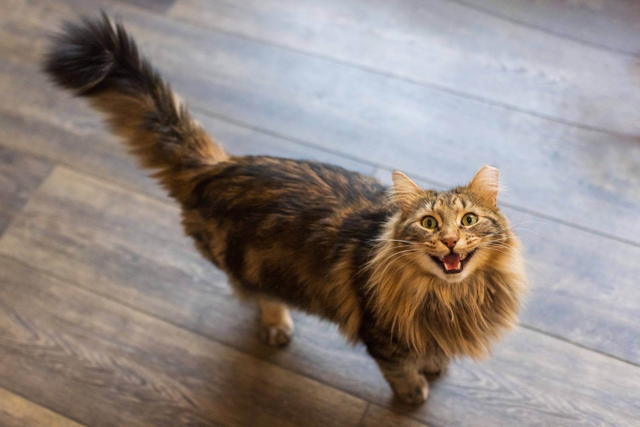  O som de gato mais famoso é o miado 