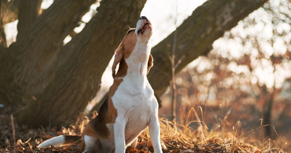 O significado de sonhar com cachorro pode mudar de acordo com o contexto