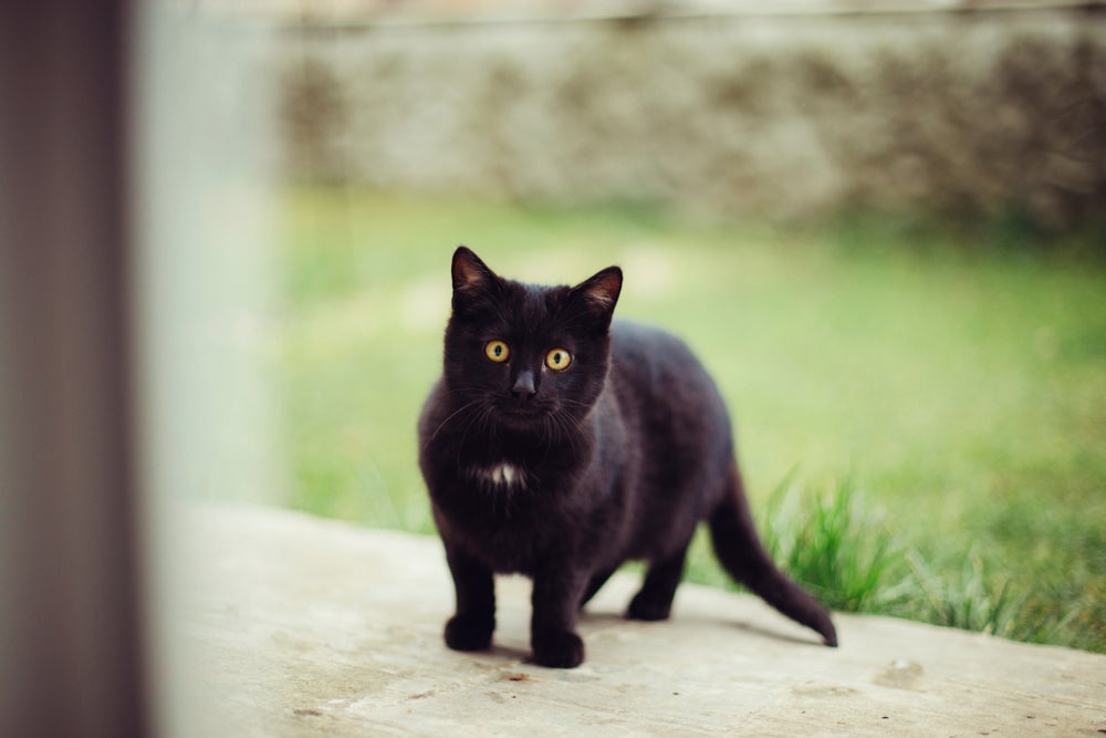 O significado de sonhar com o gato pode mudar conforme o contexto