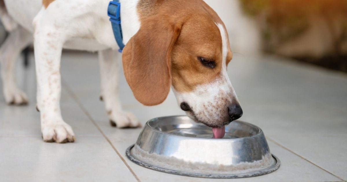 O soro caseiro para cachorro pode ser muito útil em alguns casos