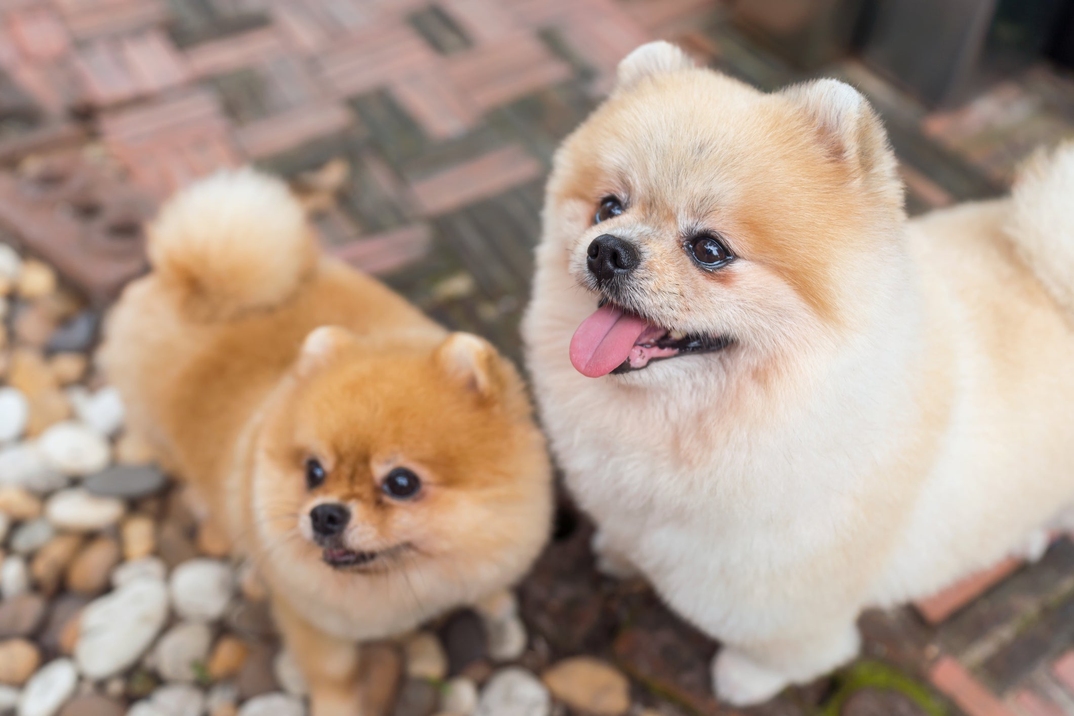 O Spitz Alemão é uma raça de cachorro que também é conhecida como Lulu da Pomerânia e Zwergspitz