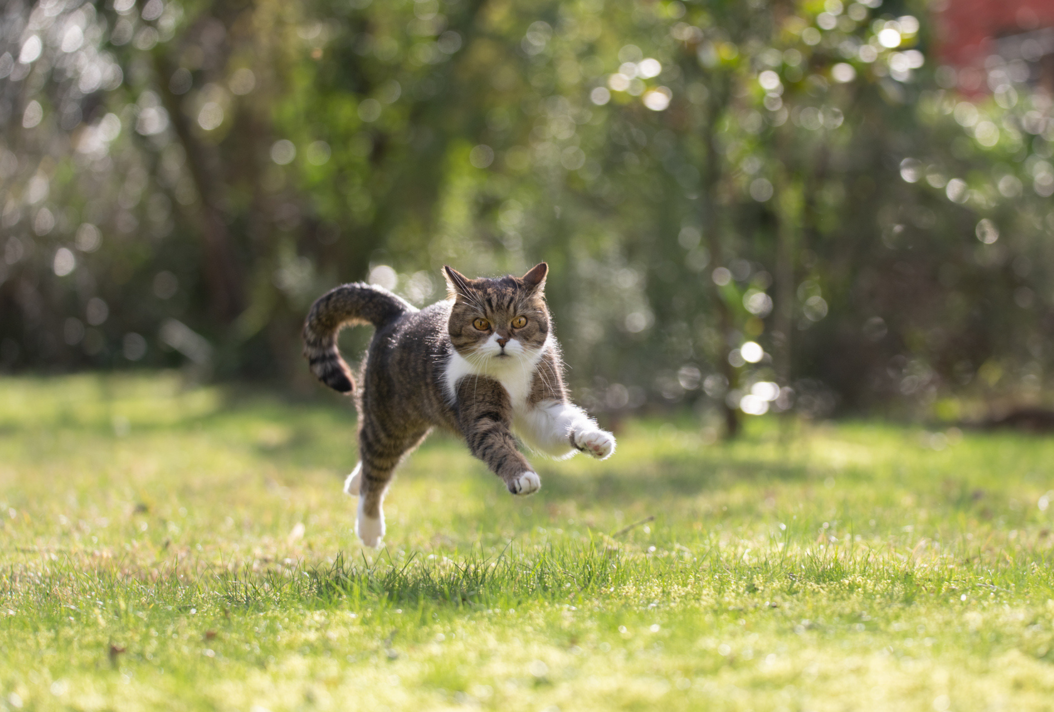 A velocidade de um gato ultrapassa o recorde do velocista