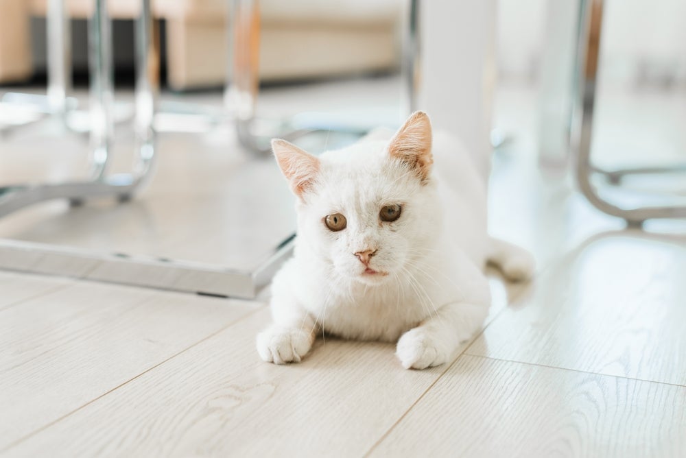 O verme de gato pode deixar o animal abatido, sem vontade de comer e emagrecendo