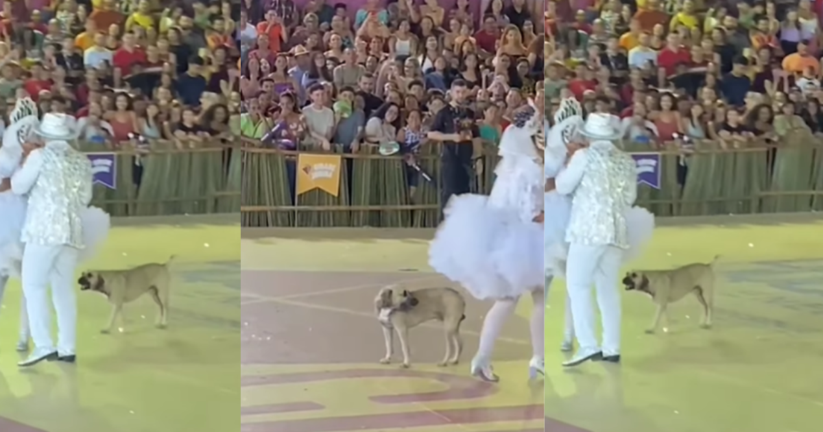 O vira-lata caramelo transformou a quadrilha em uma cãodrilha (Créditos: Instagram/@conexaojuninaoficial)