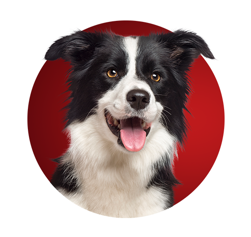 Benefícios da Purina One, com um cão da raça border collie em um fundo vermelho.