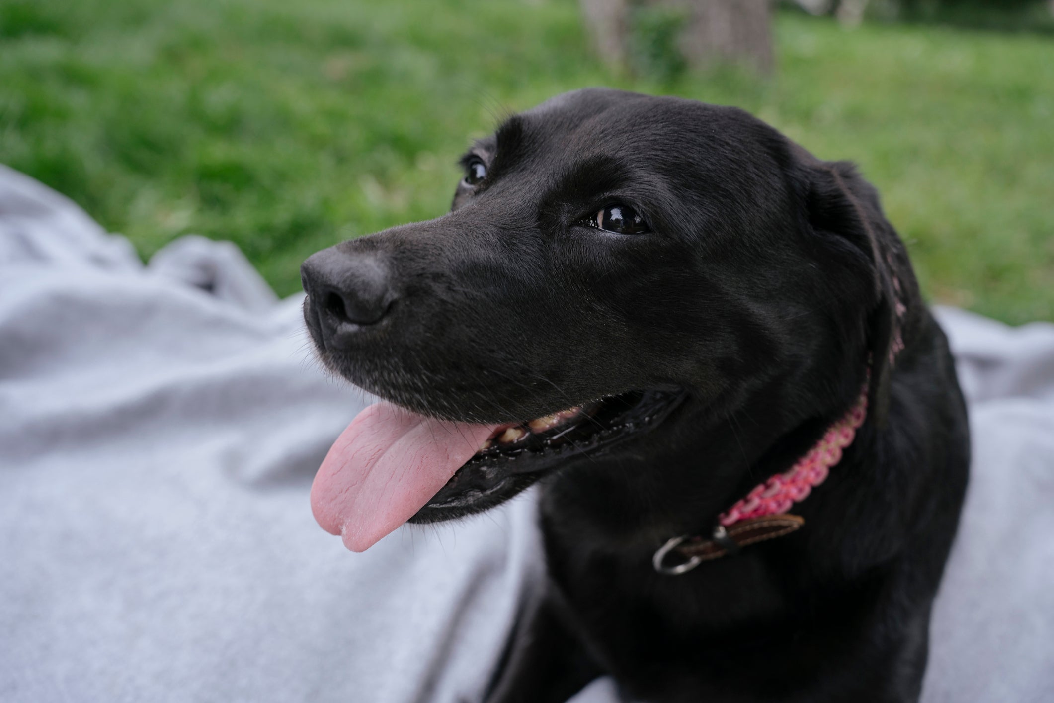  Os nomes criativos para cachorro fêmea podem ser inspirados em personagens famosos, como a Wandinha